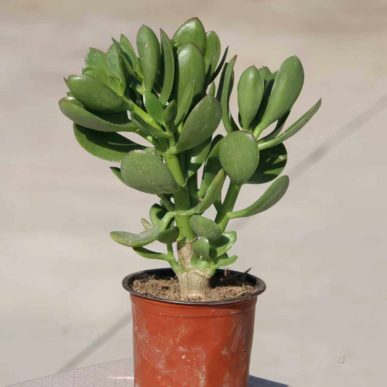 大玉树室内防辐射净化空气绿植花卉四季盆栽玻璃翠燕子掌多肉植物,淘宝优惠券,粉丝福利购,淘宝优惠卷