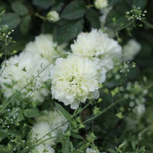 重瓣荼靡 白色多年生 灌木藤本攀援植物拱门阳台花园盆栽耐寒耐热 - 图1