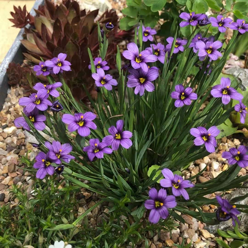 庭菖蒲 岩点 矮生 蓝色 耐寒耐热 多年生 岩石花园 地被 盆栽植物 - 图1