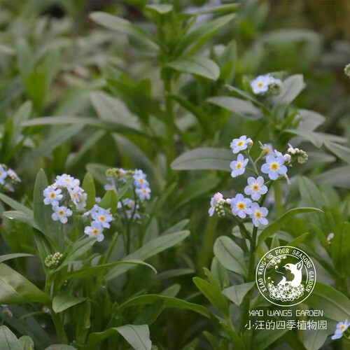 宿根勿忘我 浪漫浅蓝色 无性系切花庭院花园植物阳台组合盆栽花卉 - 图2