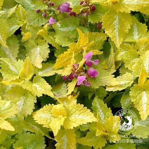 银叶野芝麻 粉花 多年生耐寒耐阴宿根观花观叶盆栽植物苗花园边境 - 图1