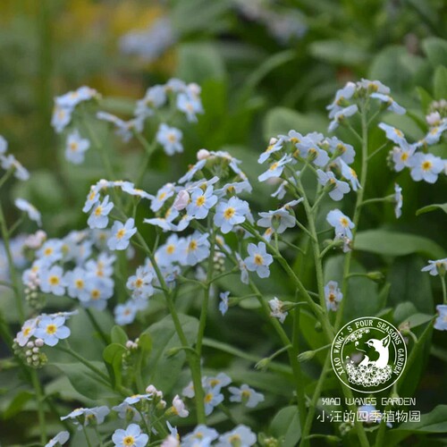 宿根勿忘我 浪漫浅蓝色 无性系切花庭院花园植物阳台组合盆栽花卉 - 图0