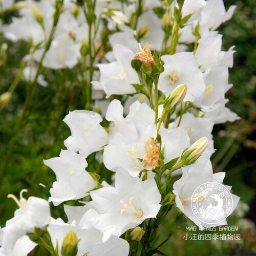 小汪的四季植物园 桃叶风铃草 切花 线性植物盆栽小庭院 春季开花 - 图1