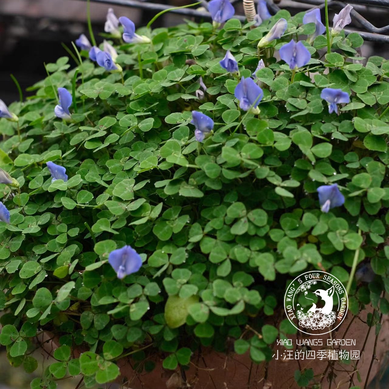 蓝雀豆紫雀花多年生耐寒地被草本好养易活耐践踏庭院盆栽植物-图0