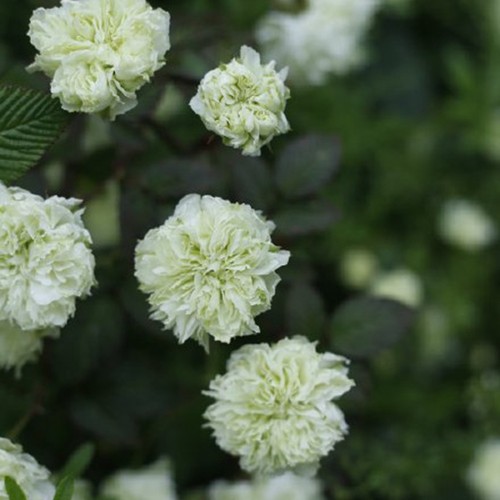 重瓣荼靡 白色多年生 灌木藤本攀援植物拱门阳台花园盆栽耐寒耐热 - 图0