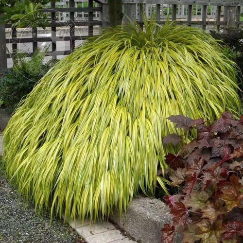 箱根草 风之草 耐阴多年生宿根耐寒耐热观叶植物户外花镜庭院花卉 - 图2