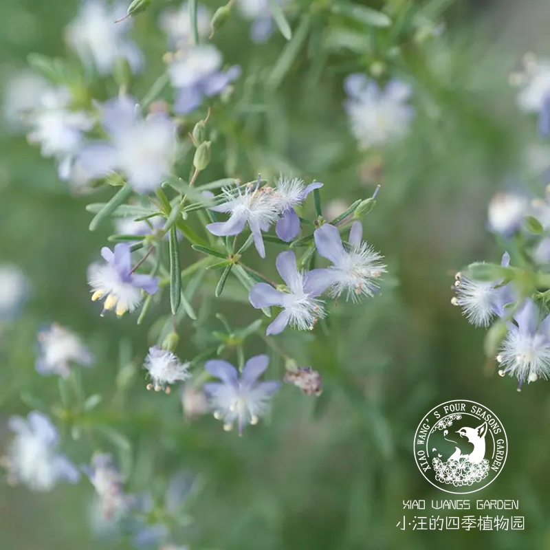 蓝色 哈密瓜地肤 芳香草本植物 有香味 多年生耐热耐寒  花园盆栽 - 图1