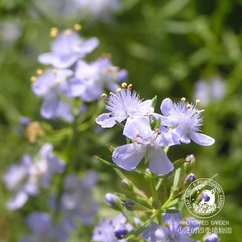 蓝色 哈密瓜地肤 芳香草本植物 有香味 多年生耐热耐寒  花园盆栽 - 图2