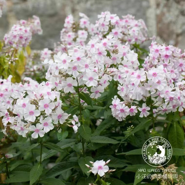 宿根福禄考合集 花园地栽多年生 盆栽花耐热 耐寒 阳台 庭院 植物 - 图1