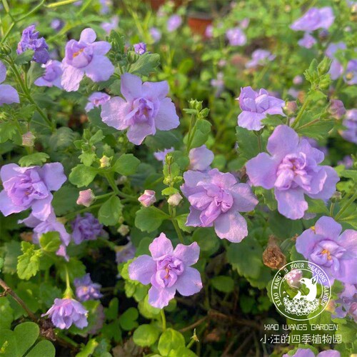 重瓣百可花 白色 吊篮 好养易爆花 阳台庭院室内四季开花盆栽花苗 - 图2