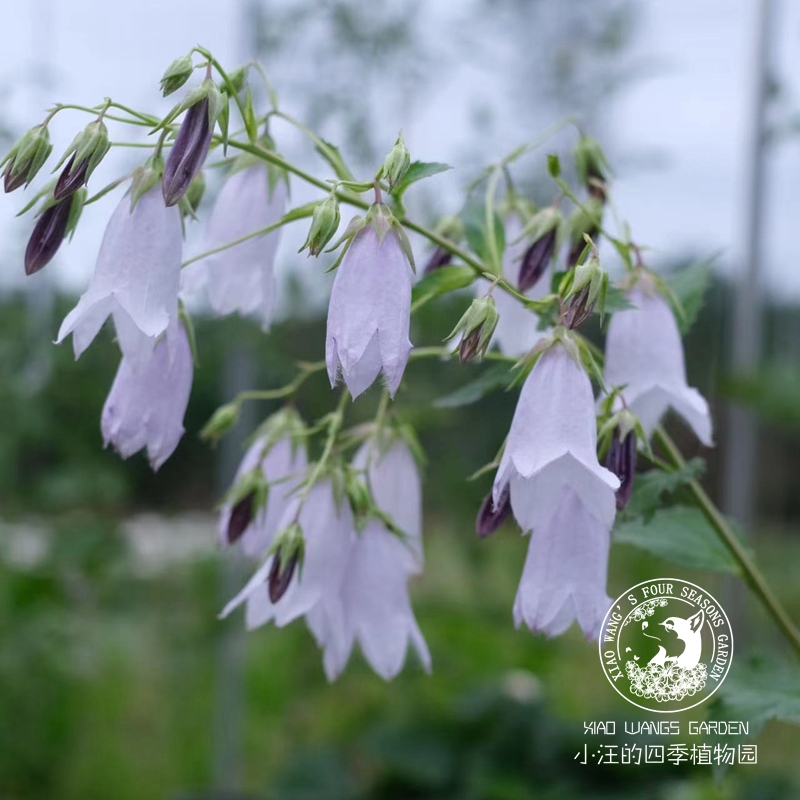 宿根风铃草 葵空 四季开花多年生花园阳台宿根草本植物盆栽花苗 - 图2