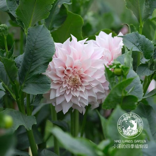 大丽花 牛奶咖啡 多年生宿根植物 好养易活花期长 庭院阳台盆栽苗 - 图3