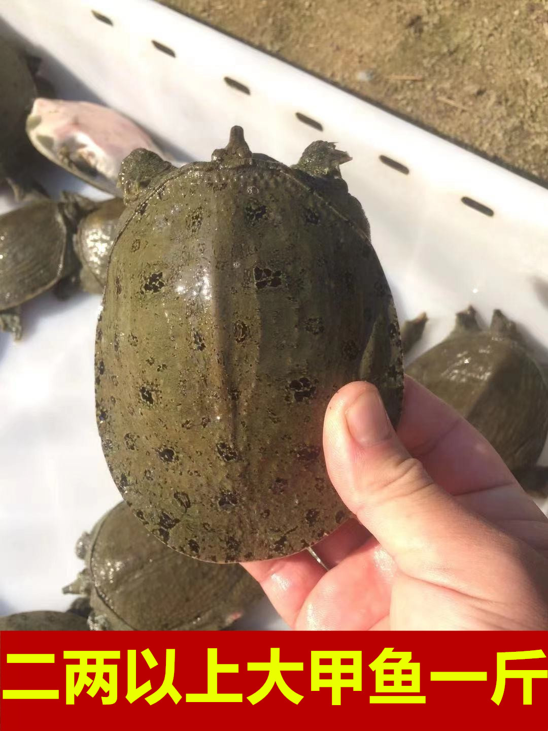 10只11元甲鱼苗外塘淡水小甲鱼苗王八苗水鱼苗团鱼苗龙鱼饲料包活,淘宝优惠券,粉丝福利购,淘宝优惠卷