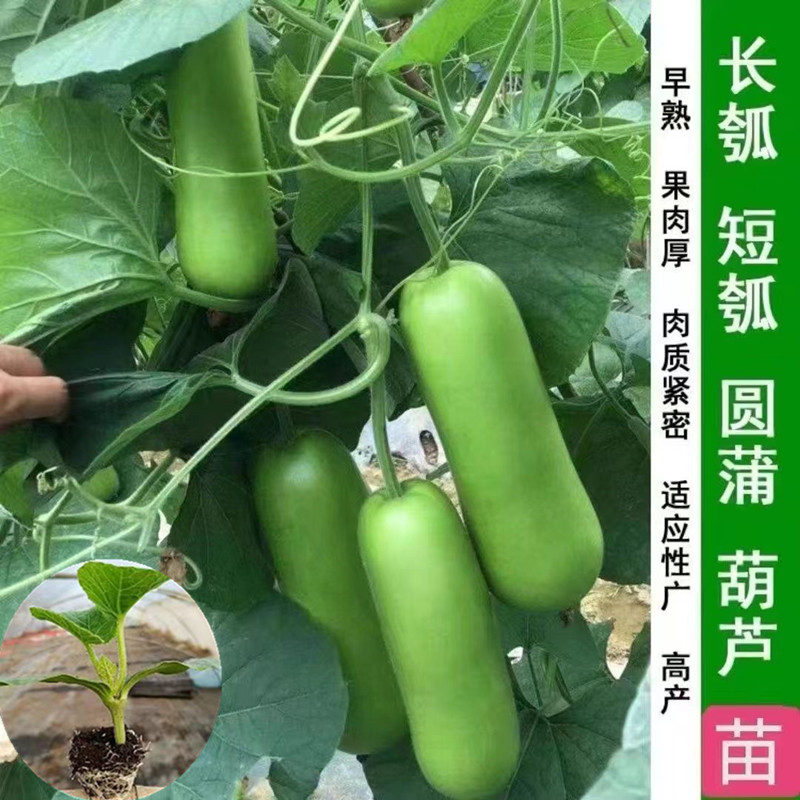 瓠子瓜苗早熟清香短瓠瓜秧苗春季高产蔬菜瓜果苗香飘瓜爬藤长青瓜 - 图1