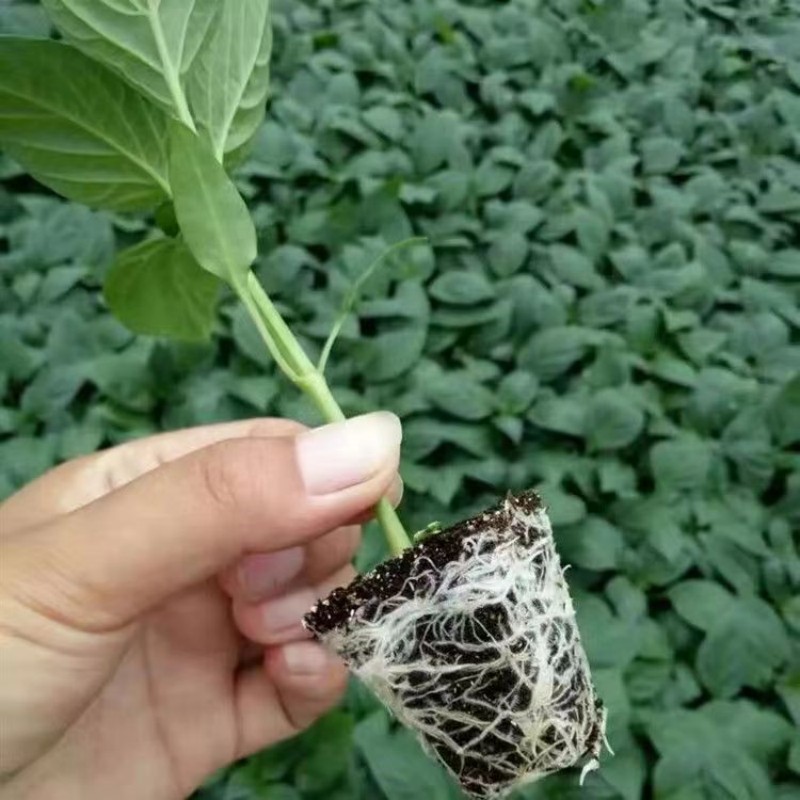 辣椒秧苗四季种植蔬菜幼苗阳台菜苗盆栽朝天椒小辣椒苗红线椒杭椒 - 图0