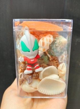北海天然小海螺贝壳卡通塑料盒装套装海边旅游纪念品手伴礼礼物