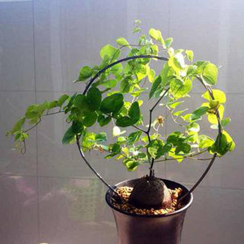龟甲龙多肉植物室内盆栽美观象足龟品种爬藤蔓块根盆景好养 - 图0