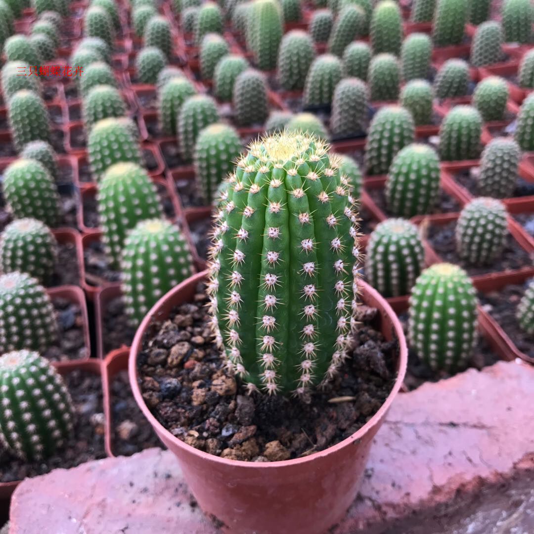 稀有开大花仙人球帕帕基诺毛花柱系列自根多肉植物室内防辐射