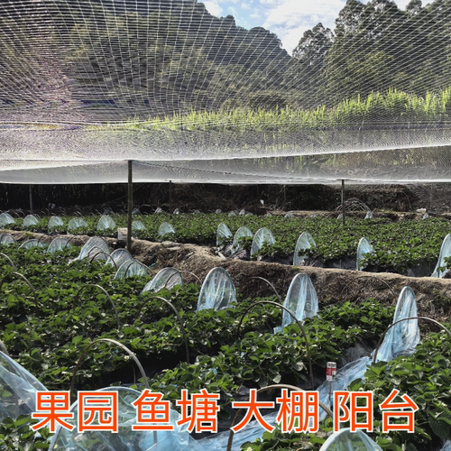 果树防鸟的网罩尼龙围网果园保护网鱼塘大棚阳台养殖驱鸟专用神器 - 图3