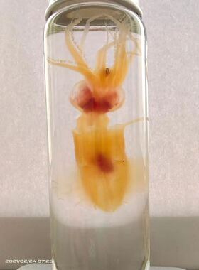 透明工艺品玄关桌面摆件