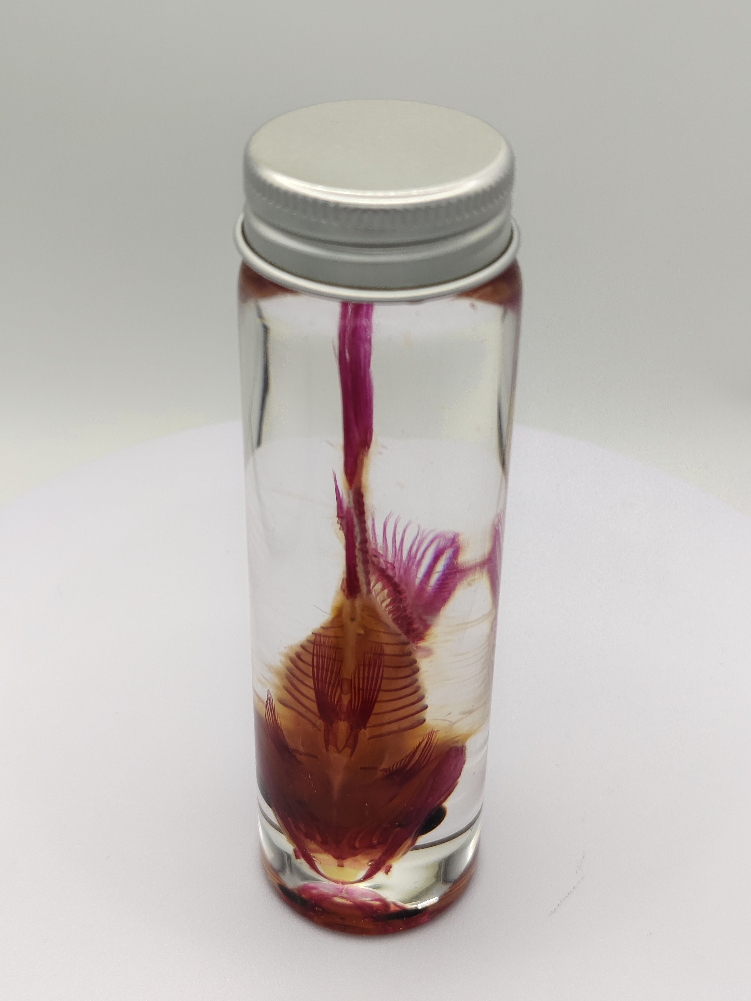 锦鲤透明标本时尚个性创意节日礼物家居摆件收藏优质天然装饰 - 图2