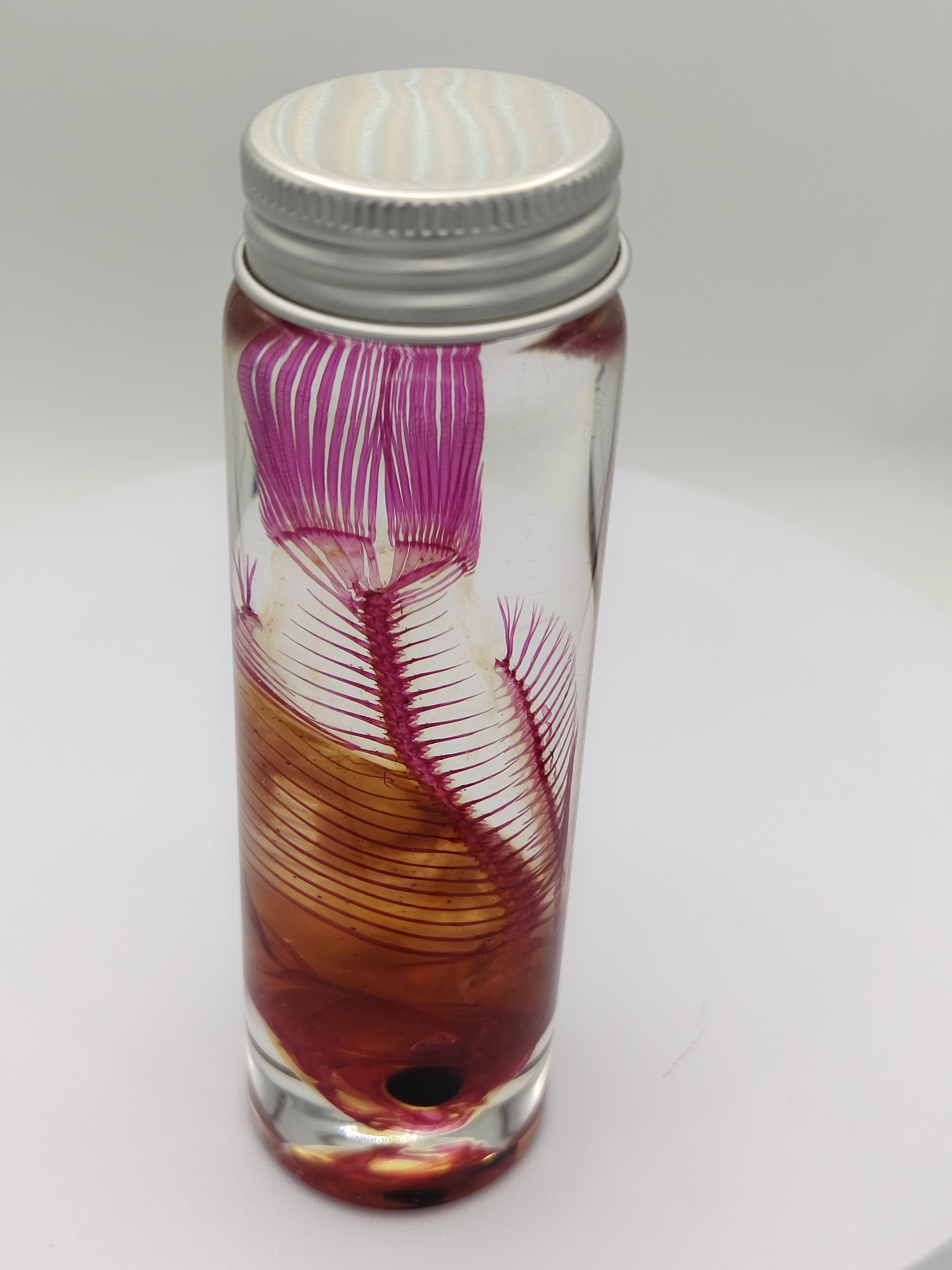 锦鲤透明标本时尚个性创意节日礼物家居摆件收藏优质天然装饰 - 图1