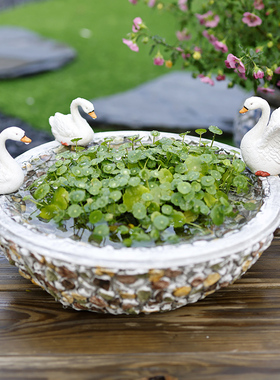 个性铜钱草树脂水养盆