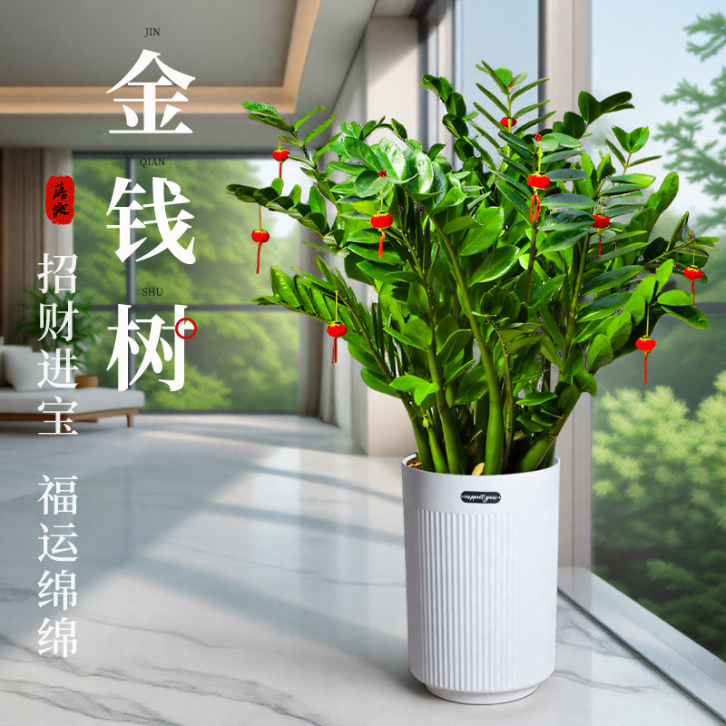 金钱树客厅大型植物盆栽办公室内桌面高级感绿植招财好养乔迁开业,淘宝优惠券,粉丝福利购,淘宝优惠卷