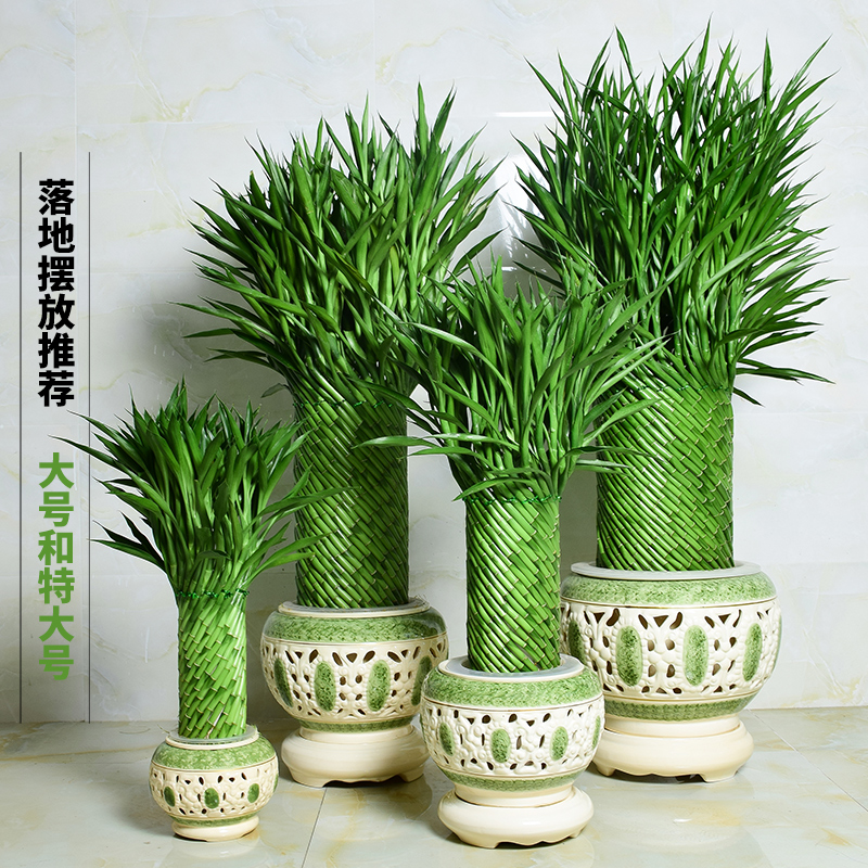 节节高富贵竹植物开运竹子盆栽客厅水养大型绿植室内招财乔迁大颗 - 图1