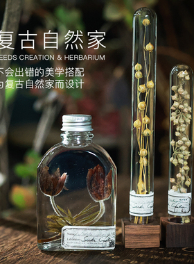 种籽造物植物标本摆件组合