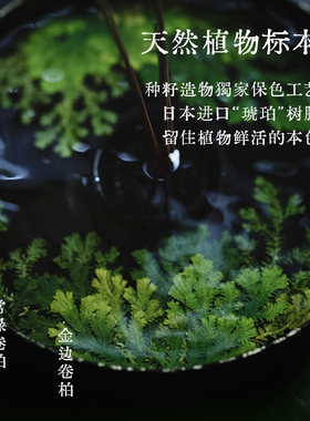 种籽造物落花盘天然植物标本大漆插花器家居装饰花器干泡壶承