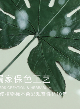 种籽造物八角金盘植物标本画