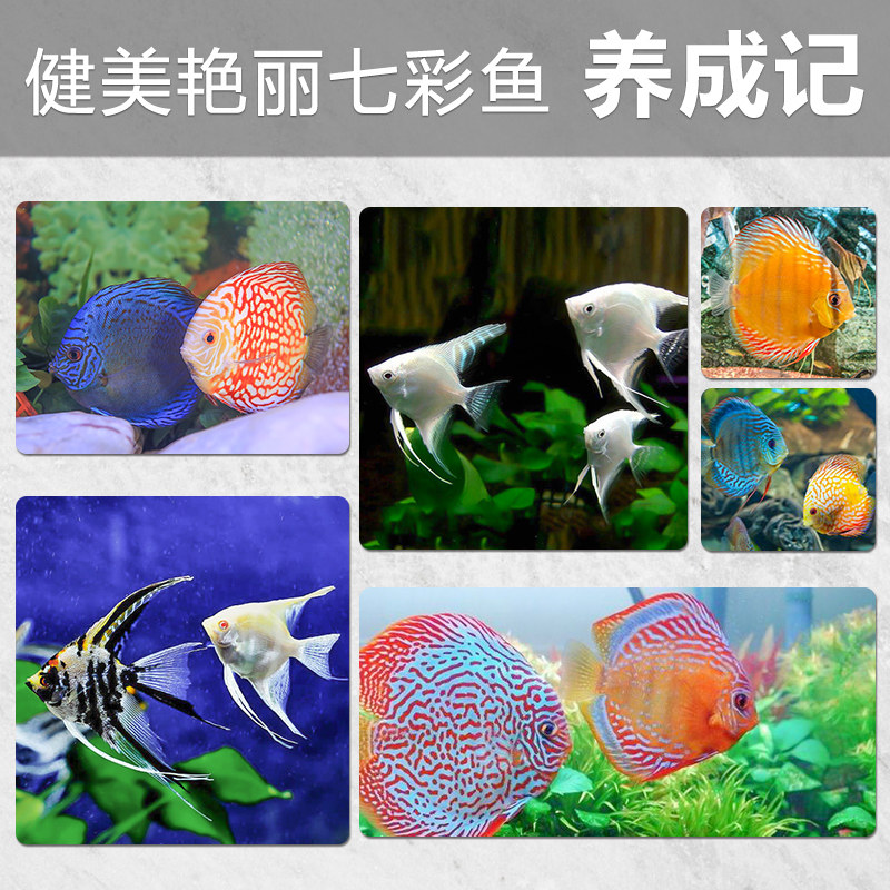 德彩七彩神仙鱼专用颗粒鱼饲料慈鲷三湖天然仟湖增色热带鱼粮鱼食 水族用品搬运工 淘优券