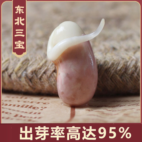 25新紫花芸豆4斤黑龙江饭豆肾形大芸豆红腰豆东北红芸豆扁豆农家 - 图0