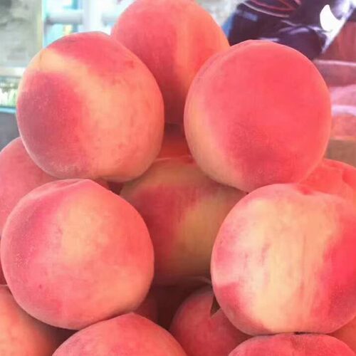 正宗兰州安宁白凤桃白粉桃水蜜桃甜桃新鲜水果现摘现发装顺丰空运 - 图3