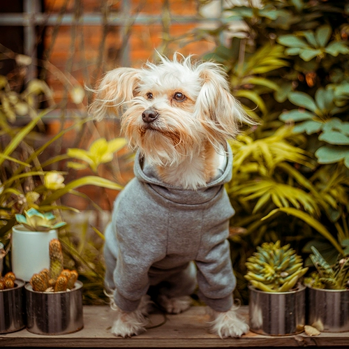 Осенняя одежда для собак.