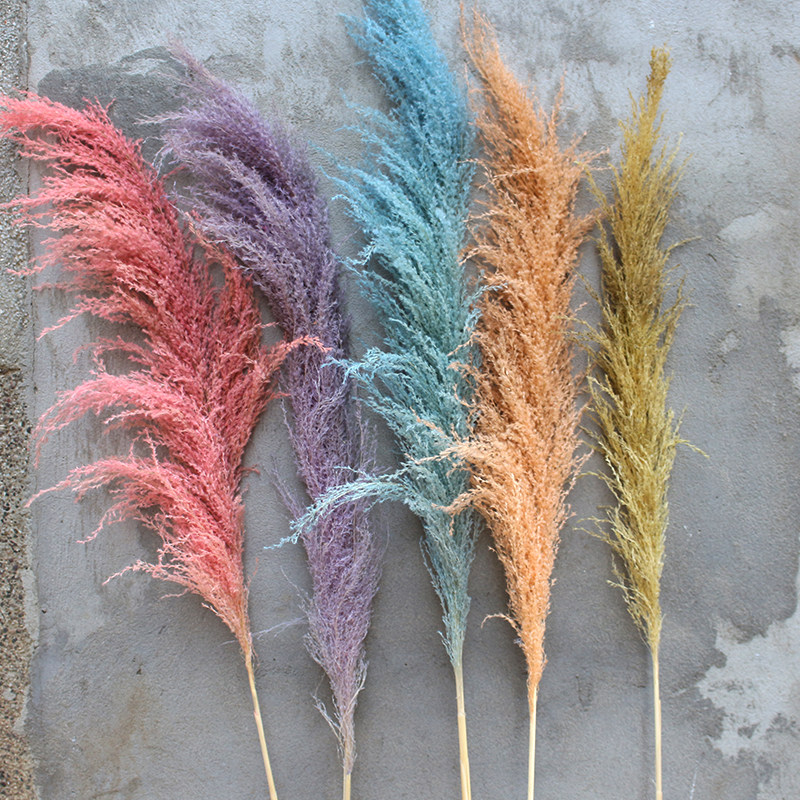 大芦苇干花长枝落地网红插花永生花服装店咖啡店橱窗摆设装饰造景,淘宝优惠券,粉丝福利购,淘宝优惠卷