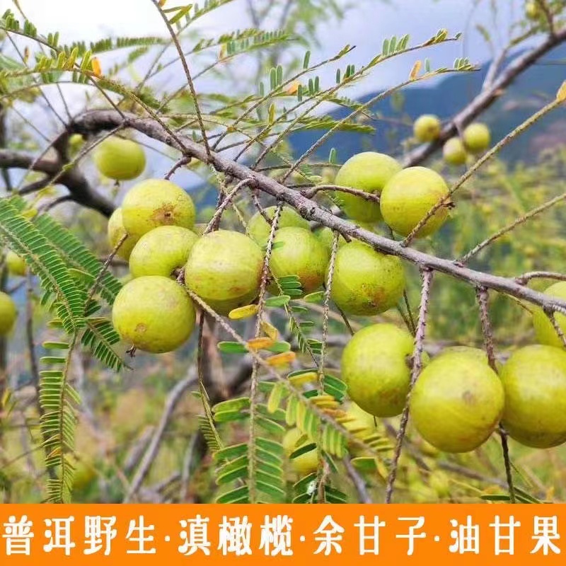 云南野生滇橄榄余甘子干泡水喝干果利咽除痰油甘果干牛甘子茶特产