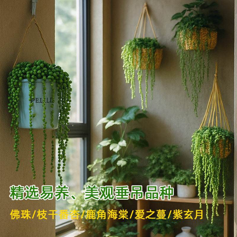 长藤垂吊兰悬壁挂佛珠多肉绿植物室内外好养幼儿园植物角带盆栽好,淘宝优惠券,粉丝福利购,淘宝优惠卷