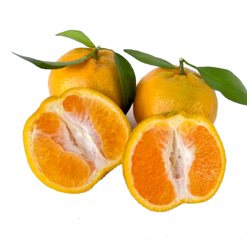 贵州椪柑5斤特产芦柑丑柑橘子蜜橘从江品种初荷农庄直销新鲜水果,淘宝优惠券,粉丝福利购,淘宝优惠卷