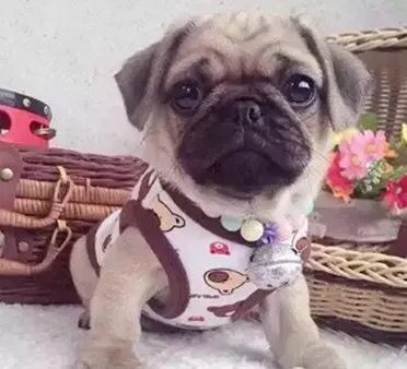 巴哥犬幼犬活体纯种小宠物狗狗哈巴狗家养斗牛犬短腿八哥犬憨厚