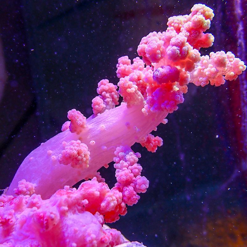 红水桃花软体珊瑚海鸡冠LPS海水生物海洋小丑鱼海缸珊瑚水桃花lps - 图2