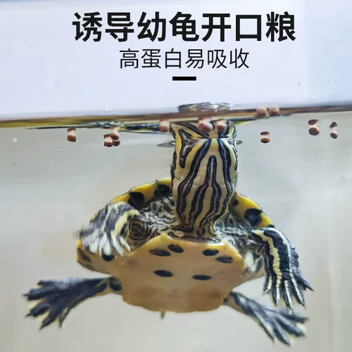 Sensen Young Turtle Food Turtle Кормить молодую черепаху
