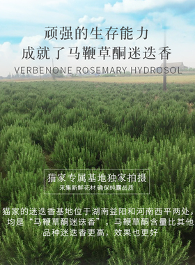 迷迭香纯露闭口毛孔控油净透肌肤