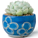 Обычные синие и белые окрашенные золотые мясистые растения в крылох цветочных горшках грубые керамические цветы, золотая творческая личность мякоть горшок