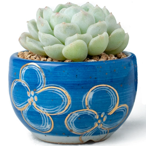 Обычные синие и белые окрашенные золотые мясистые растения в крылох цветочных горшках грубые керамические цветы, золотая творческая личность мякоть горшок