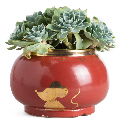 Changpin Life Сочный растительный цветок Мясоцкий горшок камный камный керамический цветок