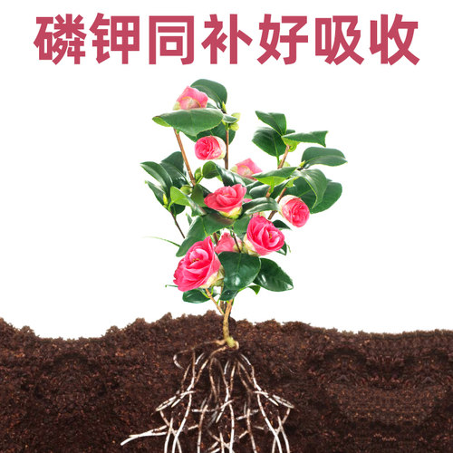 磷酸二氢钾花肥料家用养花叶面肥大包壮根催花护果水溶肥养花肥料 - 图0