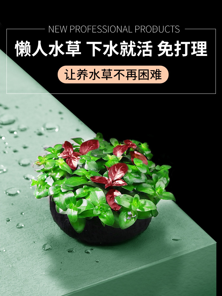 鱼缸水草植物真草活体增氧阴性淡水鱼草新手懒人水榕造景水培坨草,淘宝优惠券,粉丝福利购,淘宝优惠卷