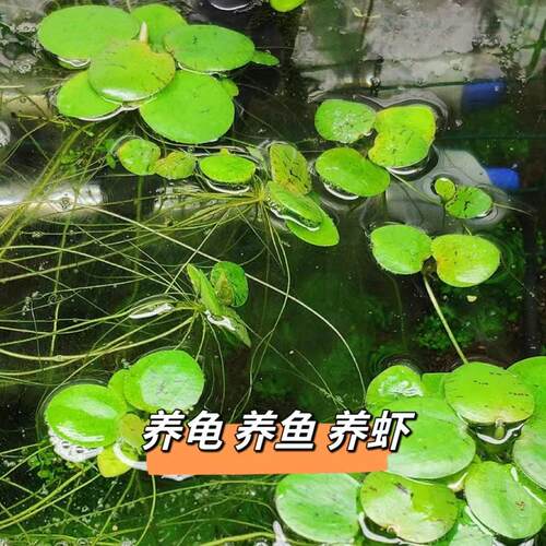 圆心萍浮萍净化水质水培绿植庭院办公室鱼虾龟缸造景增氧漂浮水草 - 图1